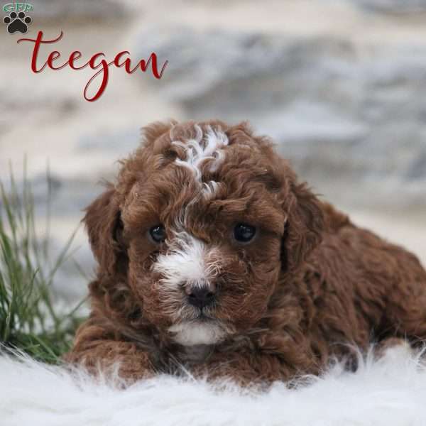 Teegan, Toy Poodle Puppy