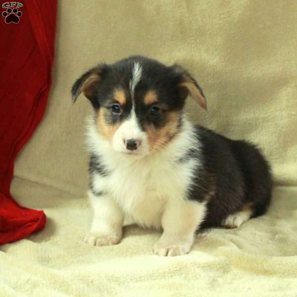 Teresa, Pembroke Welsh Corgi Puppy
