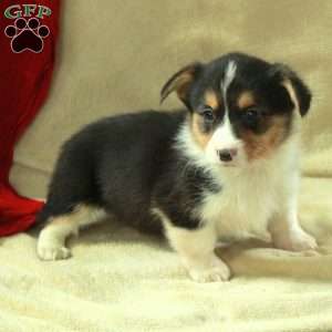 Teresa, Pembroke Welsh Corgi Puppy