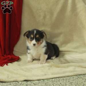 Teresa, Pembroke Welsh Corgi Puppy