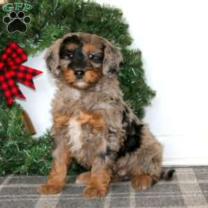 Teresa, Bernedoodle Puppy