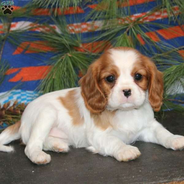Teresa, Cavalier King Charles Spaniel Puppy