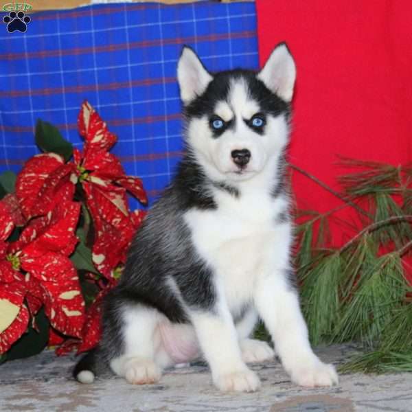 Teresa, Siberian Husky Puppy