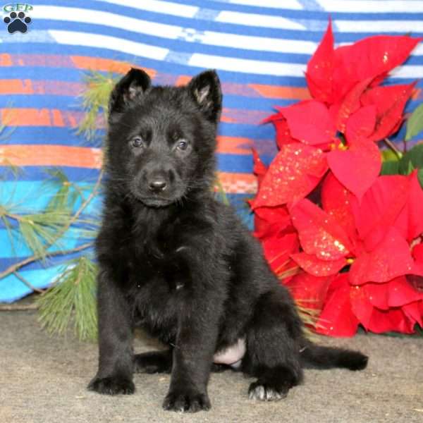 Teresa, German Shepherd Puppy