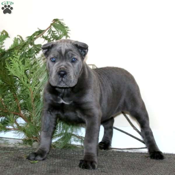 Teresa, Cane Corso Puppy