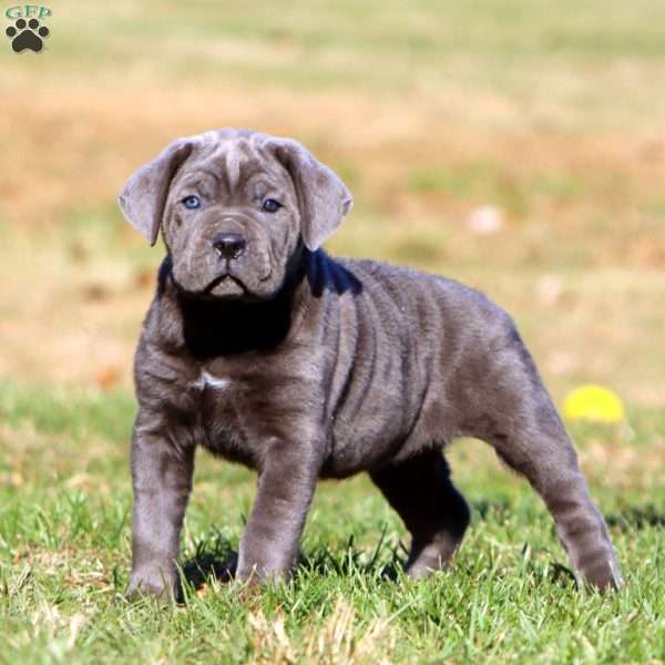 Teresa, Cane Corso Puppy