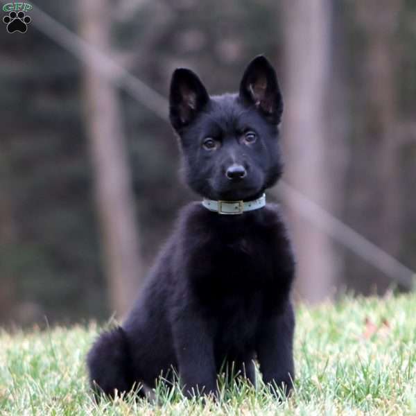 Teresa, German Shepherd Puppy