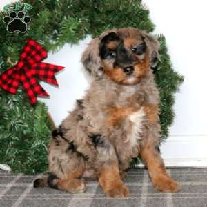 Teresa, Bernedoodle Puppy