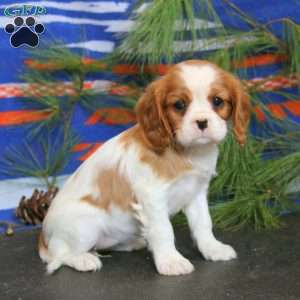 Teresa, Cavalier King Charles Spaniel Puppy