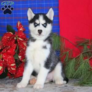 Teresa, Siberian Husky Puppy