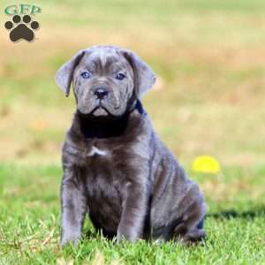 Teresa, Cane Corso Puppy