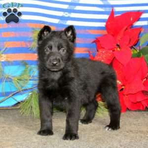 Teresa, German Shepherd Puppy