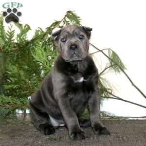 Teresa, Cane Corso Puppy