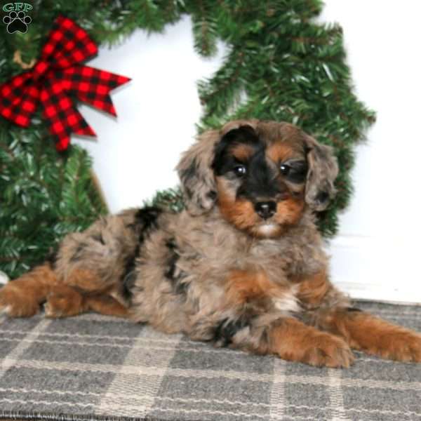 Teresa, Bernedoodle Puppy