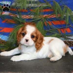 Teresa, Cavalier King Charles Spaniel Puppy