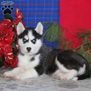 Teresa, Siberian Husky Puppy