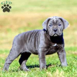 Teresa, Cane Corso Puppy