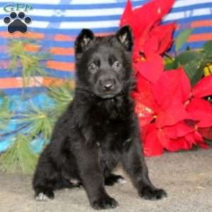 Teresa, German Shepherd Puppy