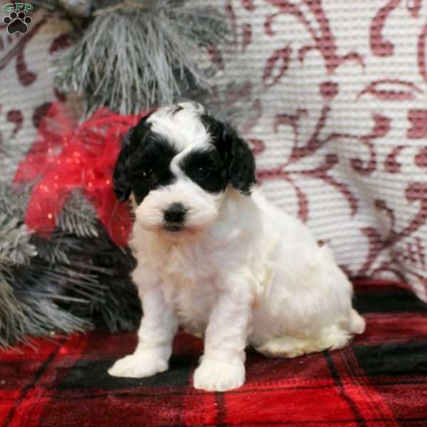 Tess, Cockapoo Puppy