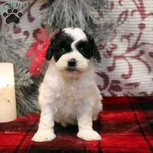 Tess, Cockapoo Puppy