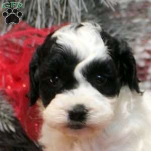 Tess, Cockapoo Puppy