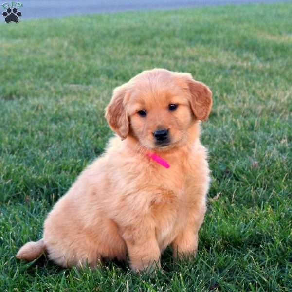 Tessa, Golden Retriever Puppy