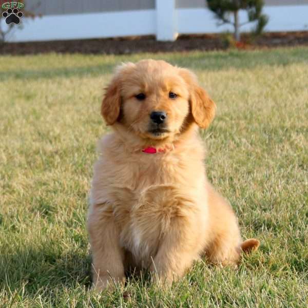Tessa, Golden Retriever Puppy