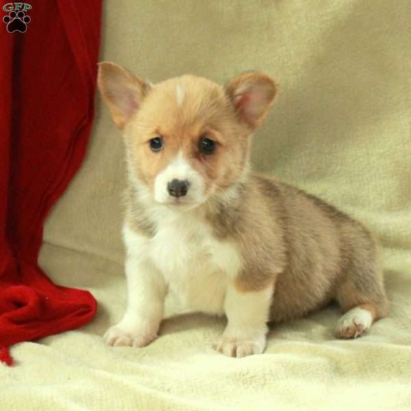 Tessa, Pembroke Welsh Corgi Puppy