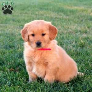 Tessa, Golden Retriever Puppy