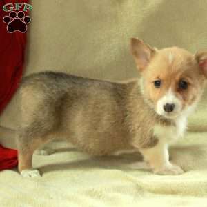 Tessa, Pembroke Welsh Corgi Puppy