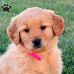 Tessa, Golden Retriever Puppy