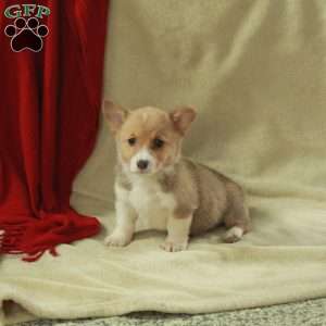 Tessa, Pembroke Welsh Corgi Puppy