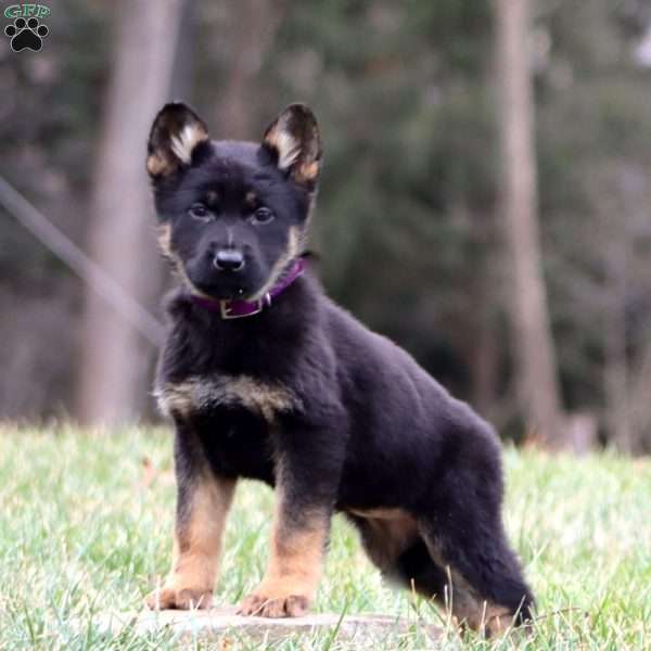 Thea, German Shepherd Puppy