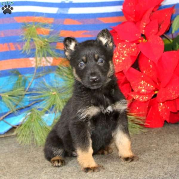 Thea, German Shepherd Puppy