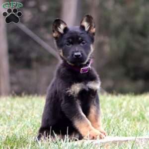 Thea, German Shepherd Puppy