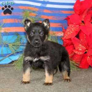 Thea, German Shepherd Puppy