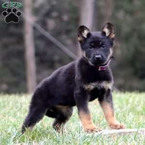 Thea, German Shepherd Puppy