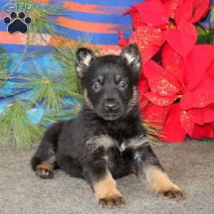 Thea, German Shepherd Puppy