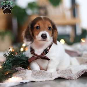 Theo, Dachshund Puppy