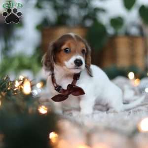 Theo, Dachshund Puppy