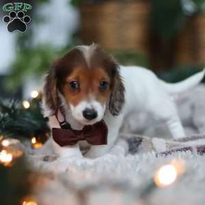 Theo, Dachshund Puppy