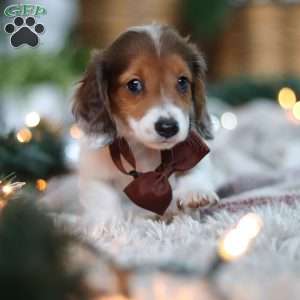 Theo, Dachshund Puppy