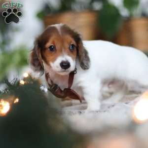 Theo, Dachshund Puppy