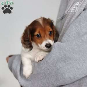 Theo, Dachshund Puppy