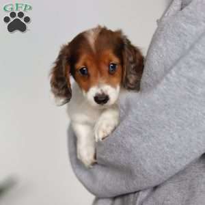 Theo, Dachshund Puppy