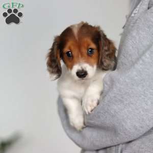 Theo, Dachshund Puppy