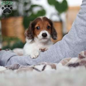 Theo, Dachshund Puppy