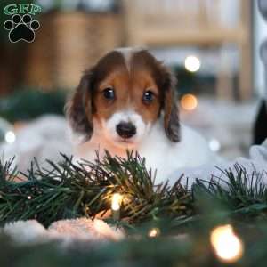 Theo, Dachshund Puppy