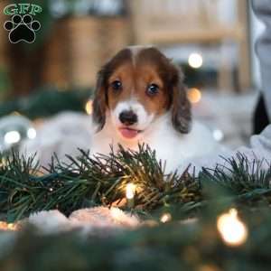 Theo, Dachshund Puppy