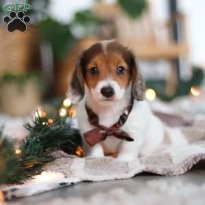 Theo, Dachshund Puppy